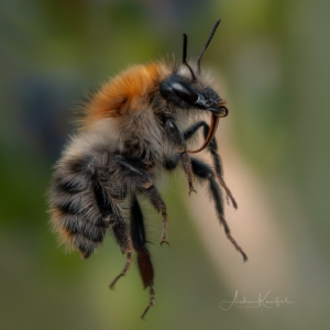 Ackerhummel 🐝
⁣.⁣
⁣.⁣
⁣#hummel #kings_insects #uwn_insect #insects_of_our_world #insectagram #tgif_insects #9vaga_animal_9 #flowersandmacro #macro_perfection #macro_highlight #macro_brilliance #macro_freaks #discovering_paradise #majestic_macros #igbest_macros #electric_macro #excellent_macros #wms_macro #na_natures_art #bns_macro #top_macro #dofnature #9vaga_macro9 #onceupon_a_macro #fotofanatics_macro_ #macro_holic #amazing_fs_macro #nature_brilliance #macro_captures #igmw_macro