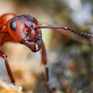 Rote Waldameise ⁣#rotewaldameise #kings_insects #uwn_insect #insects_of_our_world #insectagram #tgif_insects #9vaga_animal_9 #flowersandmacro #macro_perfection #macro_highlight #macro_brilliance #macro_freaks #discovering_paradise #majestic_macros #igbest_macros #electric_macro #excellent_macros #wms_macro #na_natures_art #bns_macro #top_macro #dofnature #9vaga_macro9 #onceupon_a_macro #fotofanatics_macro_ #macro_holic #amazing_fs_macro #nature_brilliance #macro_captures #omsystem