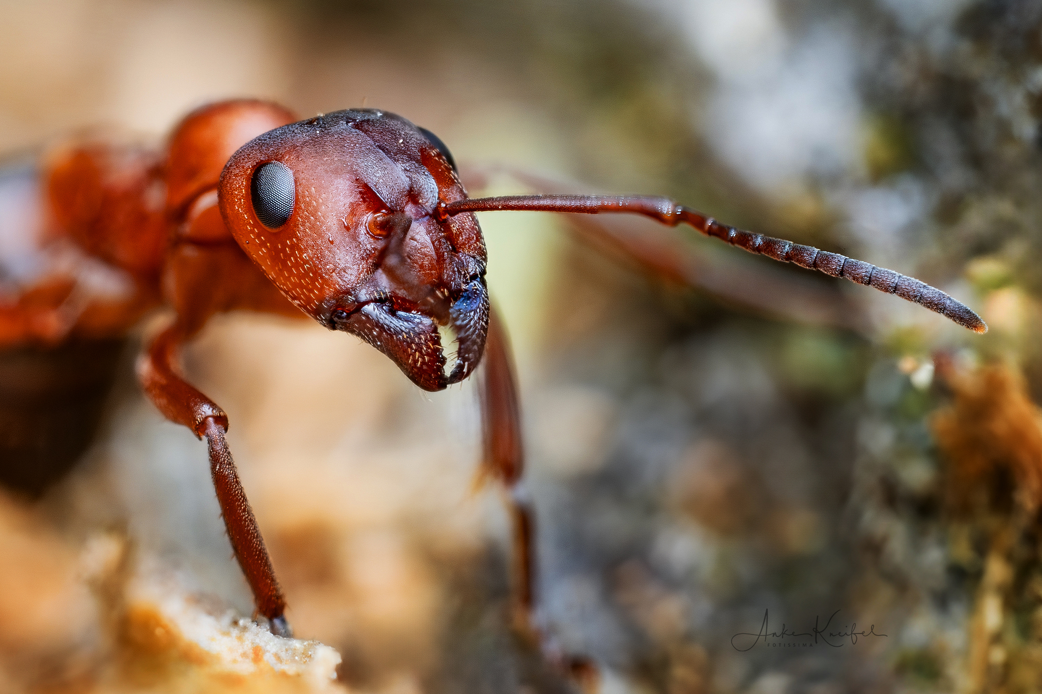 Rote Waldameise ⁣#rotewaldameise #kings_insects #uwn_insect #insects_of_our_world #insectagram #tgif_insects #9vaga_animal_9 #flowersandmacro #macro_perfection #macro_highlight #macro_brilliance #macro_freaks #discovering_paradise #majestic_macros #igbest_macros #electric_macro #excellent_macros #wms_macro #na_natures_art #bns_macro #top_macro #dofnature #9vaga_macro9 #onceupon_a_macro #fotofanatics_macro_ #macro_holic #amazing_fs_macro #nature_brilliance #macro_captures #omsystem
