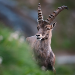 Steinbock
⁣⁣⁣⁣⁣.⁣⁣⁣⁣⁣
⁣⁣⁣⁣⁣.⁣⁣⁣⁣⁣
⁣⁣⁣⁣⁣ #steinbock #alpen #animals #animalphotography #tierfotografie #fotografie #photography #wildlife #wildlifephotography #naturephotography #unterwegsmitfreunden❤️ #naturfotografie #ig_alls #ig_naturelovers #ig_myshot #worlds_beautiful_photos #ig_wildlife #igscwildlife #marvelshots #infinity_worldshoot #earth_shotz #animals_shots #all_animals_addition #nature_sultans #splendid_animals #nature_perfection #amazing_shots #shots_of_animals #nature_brillance #cuteanimals