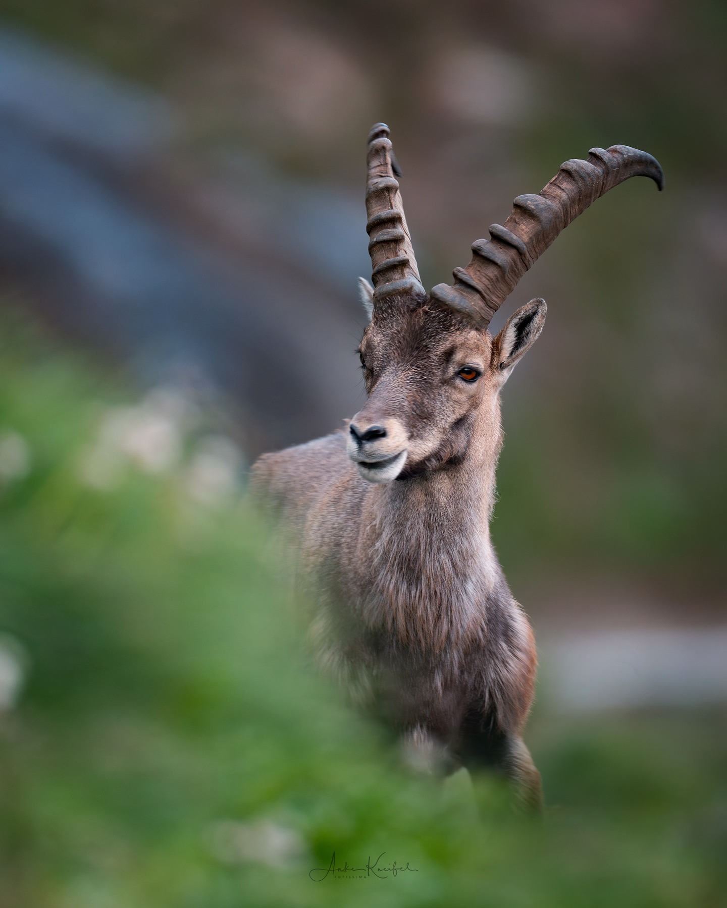 Steinbock
⁣⁣⁣⁣⁣.⁣⁣⁣⁣⁣
⁣⁣⁣⁣⁣.⁣⁣⁣⁣⁣
⁣⁣⁣⁣⁣ #steinbock #alpen #animals #animalphotography #tierfotografie #fotografie #photography #wildlife #wildlifephotography #naturephotography #unterwegsmitfreunden❤️ #naturfotografie #ig_alls #ig_naturelovers #ig_myshot #worlds_beautiful_photos #ig_wildlife #igscwildlife #marvelshots #infinity_worldshoot #earth_shotz #animals_shots #all_animals_addition #nature_sultans #splendid_animals #nature_perfection #amazing_shots #shots_of_animals #nature_brillance #cuteanimals