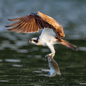 Fischadler
⁣.⁣
⁣.⁣
⁣#fischadler #animals #animalphotography #birds #birdphotography #tierfotografie #tiere #fotografie #photography #wildlife #wildlifephotography #naturephotography #natur #naturfotografie #ig_alls #ig_naturelovers #ig_myshot #worlds_beautiful_photos #ig_wildlife #igscwildlife #marvelshots #infinity_worldshoot #igbest_shotz #earth_shotz #animals_shots #all_animals_addition #nature_sultans #splendid_animals #nature_perfection #best_birds_of_world