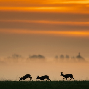 Morgens in Brandenburg
⁣⁣⁣⁣⁣.⁣⁣⁣⁣⁣
⁣⁣⁣⁣⁣.⁣⁣⁣⁣⁣
⁣⁣⁣⁣⁣ #reh #deer #animals #animalphotography #tierfotografie #fotografie #photography #wildlife #wildlifephotography #naturephotography #natur #naturfotografie #ig_alls #ig_naturelovers #ig_myshot #worlds_beautiful_photos #ig_wildlife #igscwildlife #marvelshots #infinity_worldshoot #earth_shotz #animals_shots #all_animals_addition #nature_sultans #splendid_animals #nature_perfection #amazing_shots #shots_of_animals #nature_brillance #cuteanimals