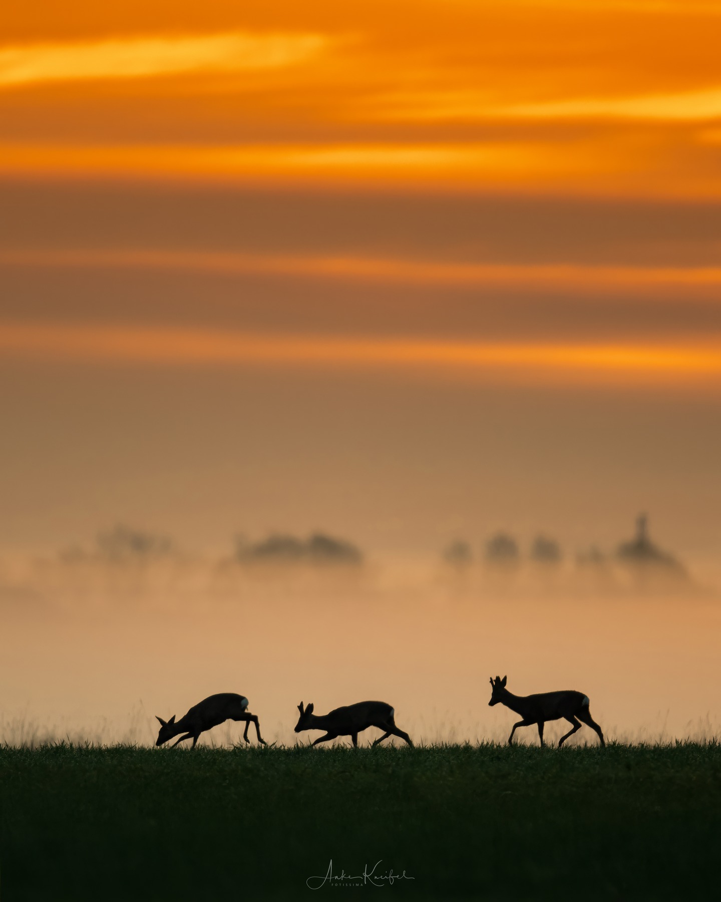 Morgens in Brandenburg
⁣⁣⁣⁣⁣.⁣⁣⁣⁣⁣
⁣⁣⁣⁣⁣.⁣⁣⁣⁣⁣
⁣⁣⁣⁣⁣ #reh #deer #animals #animalphotography #tierfotografie #fotografie #photography #wildlife #wildlifephotography #naturephotography #natur #naturfotografie #ig_alls #ig_naturelovers #ig_myshot #worlds_beautiful_photos #ig_wildlife #igscwildlife #marvelshots #infinity_worldshoot #earth_shotz #animals_shots #all_animals_addition #nature_sultans #splendid_animals #nature_perfection #amazing_shots #shots_of_animals #nature_brillance #cuteanimals