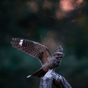 Ziegenmelker - Nachtschwalbe
⁣⁣ #birds⁣⁣
⁣⁣ #ziegenmelker
⁣⁣ #animalphotography ⁣⁣
⁣⁣ #sonyalpha #fotografie⁣⁣
⁣⁣ #photography⁣⁣
⁣⁣ #wildlife⁣⁣#sonyalpha
⁣⁣ #wildlifephotography⁣⁣
⁣⁣ #naturephotography ⁣⁣
⁣⁣ #natur ⁣⁣
⁣⁣ #naturfotografie⁣⁣
⁣⁣ #ig_alls ⁣⁣
⁣⁣ #ig_naturelovers⁣⁣
⁣⁣ #ig_myshot⁣⁣
⁣⁣ #worlds_beautiful_photos ⁣⁣
⁣⁣ #ig_wildlife⁣⁣
⁣⁣ #igscwildlife⁣⁣
⁣⁣ #marvelshots⁣⁣
⁣⁣ #infinity_worldshoot⁣⁣
⁣⁣ #earth_shotz⁣⁣
⁣⁣ #animals_shots⁣⁣
⁣⁣ #all_animals_addition⁣⁣
⁣⁣ #nature_sultans ⁣⁣
⁣⁣ #splendid_animals⁣⁣
⁣⁣ #nature_perfection ⁣⁣
⁣⁣ #amazing_shots⁣⁣
⁣⁣ #shots_of_animals⁣⁣
⁣⁣ #nature_brillance⁣⁣
⁣⁣ #bestbirdshots⁣⁣
⁣⁣ #best_birds_of_world