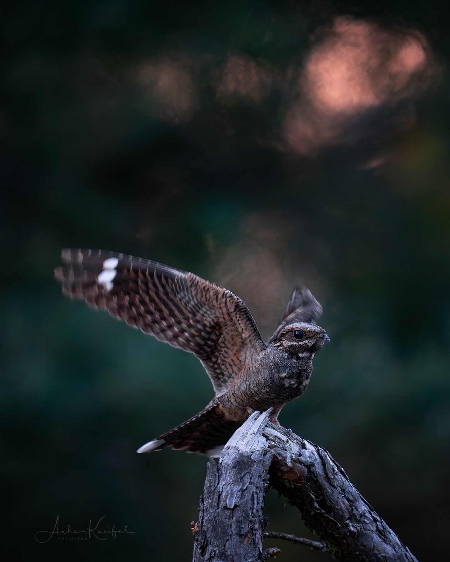 Ziegenmelker - Nachtschwalbe
⁣⁣ #birds⁣⁣
⁣⁣ #ziegenmelker
⁣⁣ #animalphotography ⁣⁣
⁣⁣ #sonyalpha #fotografie⁣⁣
⁣⁣ #photography⁣⁣
⁣⁣ #wildlife⁣⁣#sonyalpha
⁣⁣ #wildlifephotography⁣⁣
⁣⁣ #naturephotography ⁣⁣
⁣⁣ #natur ⁣⁣
⁣⁣ #naturfotografie⁣⁣
⁣⁣ #ig_alls ⁣⁣
⁣⁣ #ig_naturelovers⁣⁣
⁣⁣ #ig_myshot⁣⁣
⁣⁣ #worlds_beautiful_photos ⁣⁣
⁣⁣ #ig_wildlife⁣⁣
⁣⁣ #igscwildlife⁣⁣
⁣⁣ #marvelshots⁣⁣
⁣⁣ #infinity_worldshoot⁣⁣
⁣⁣ #earth_shotz⁣⁣
⁣⁣ #animals_shots⁣⁣
⁣⁣ #all_animals_addition⁣⁣
⁣⁣ #nature_sultans ⁣⁣
⁣⁣ #splendid_animals⁣⁣
⁣⁣ #nature_perfection ⁣⁣
⁣⁣ #amazing_shots⁣⁣
⁣⁣ #shots_of_animals⁣⁣
⁣⁣ #nature_brillance⁣⁣
⁣⁣ #bestbirdshots⁣⁣
⁣⁣ #best_birds_of_world