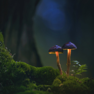 Im Märchenwald   😀🙋🏻‍♀️
⁣.⁣
⁣.⁣
⁣ #pilze #mushroom #wald #forrest #grün #rotweißerpilz #moos #earthescope #photography #wildlife #wildlifephotography #natur #naturfotografie #naturephotography #ig_alls #naturelovers #bns_macro #worlds_beautiful_photos #nature_perfections #amazing_shots #nature_brilliance #bns_nature #ig_wildlife #ig_naturelovers #ig_myshots #animal_shots