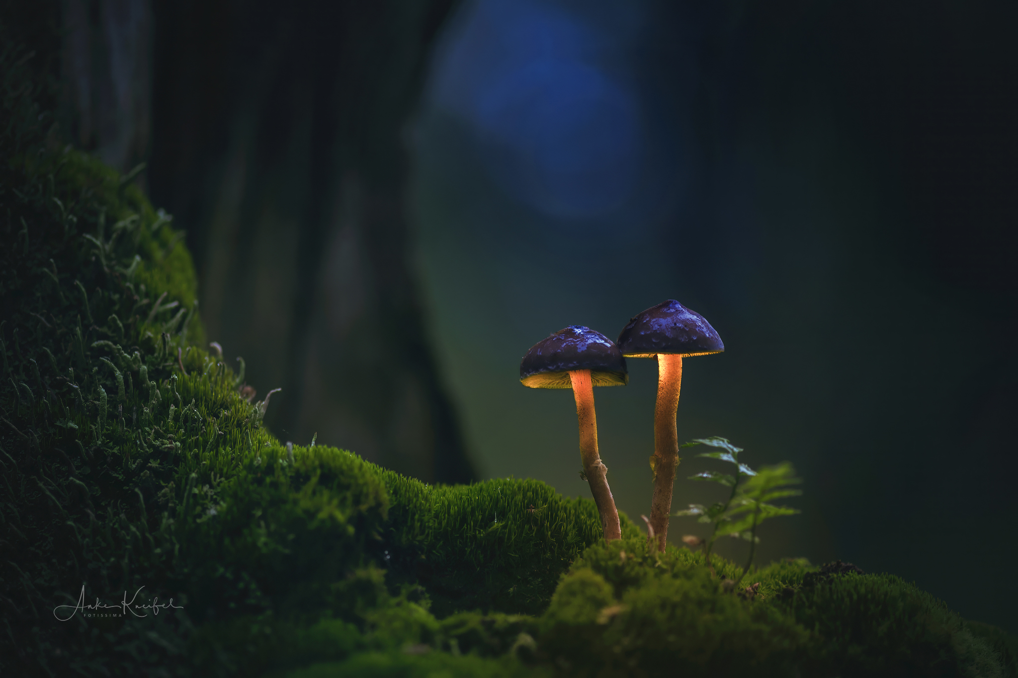 Im Märchenwald   😀🙋🏻‍♀️
⁣.⁣
⁣.⁣
⁣ #pilze #mushroom #wald #forrest #grün #rotweißerpilz #moos #earthescope #photography #wildlife #wildlifephotography #natur #naturfotografie #naturephotography #ig_alls #naturelovers #bns_macro #worlds_beautiful_photos #nature_perfections #amazing_shots #nature_brilliance #bns_nature #ig_wildlife #ig_naturelovers #ig_myshots #animal_shots