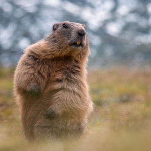 Murmeltier #murmeltiere #animals #animalphotography #tierfotografie #fotografie #photography #wildlife #wildlifephotography #naturephotography #natur #naturfotografie #ig_alls #ig_naturelovers #ig_myshot #worlds_beautiful_photos #ig_wildlife #igscwildlife #marvelshots #infinity_worldshoot #earth_shotz #animals_shots #all_animals_addition #nature_sultans #splendid_animals #nature_perfection #amazing_shots #shots_of_animals #nature_brillance #sonyalpha