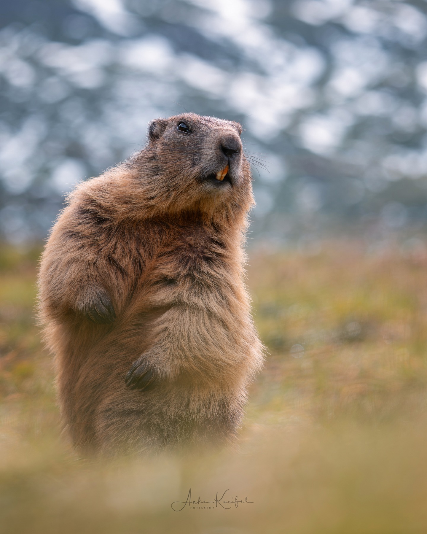 Murmeltier #murmeltiere #animals #animalphotography #tierfotografie #fotografie #photography #wildlife #wildlifephotography #naturephotography #natur #naturfotografie #ig_alls #ig_naturelovers #ig_myshot #worlds_beautiful_photos #ig_wildlife #igscwildlife #marvelshots #infinity_worldshoot #earth_shotz #animals_shots #all_animals_addition #nature_sultans #splendid_animals #nature_perfection #amazing_shots #shots_of_animals #nature_brillance #sonyalpha