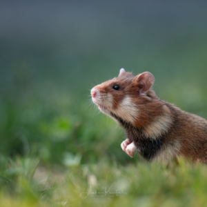 Feldhamster 🐹 #feldhamster #animals #animalphotography #tierfotografie #fotografie #photography #wildlife #wildlifephotography #naturephotography #natur #naturfotografie #ig_alls #ig_naturelovers #ig_myshot #worlds_beautiful_photos #ig_wildlife #igscwildlife #marvelshots #infinity_worldshoot #earth_shotz #animals_shots #all_animals_addition #nature_sultans #splendid_animals #nature_perfection #amazing_shots #shots_of_animals #nature_brillance #sonyalpha