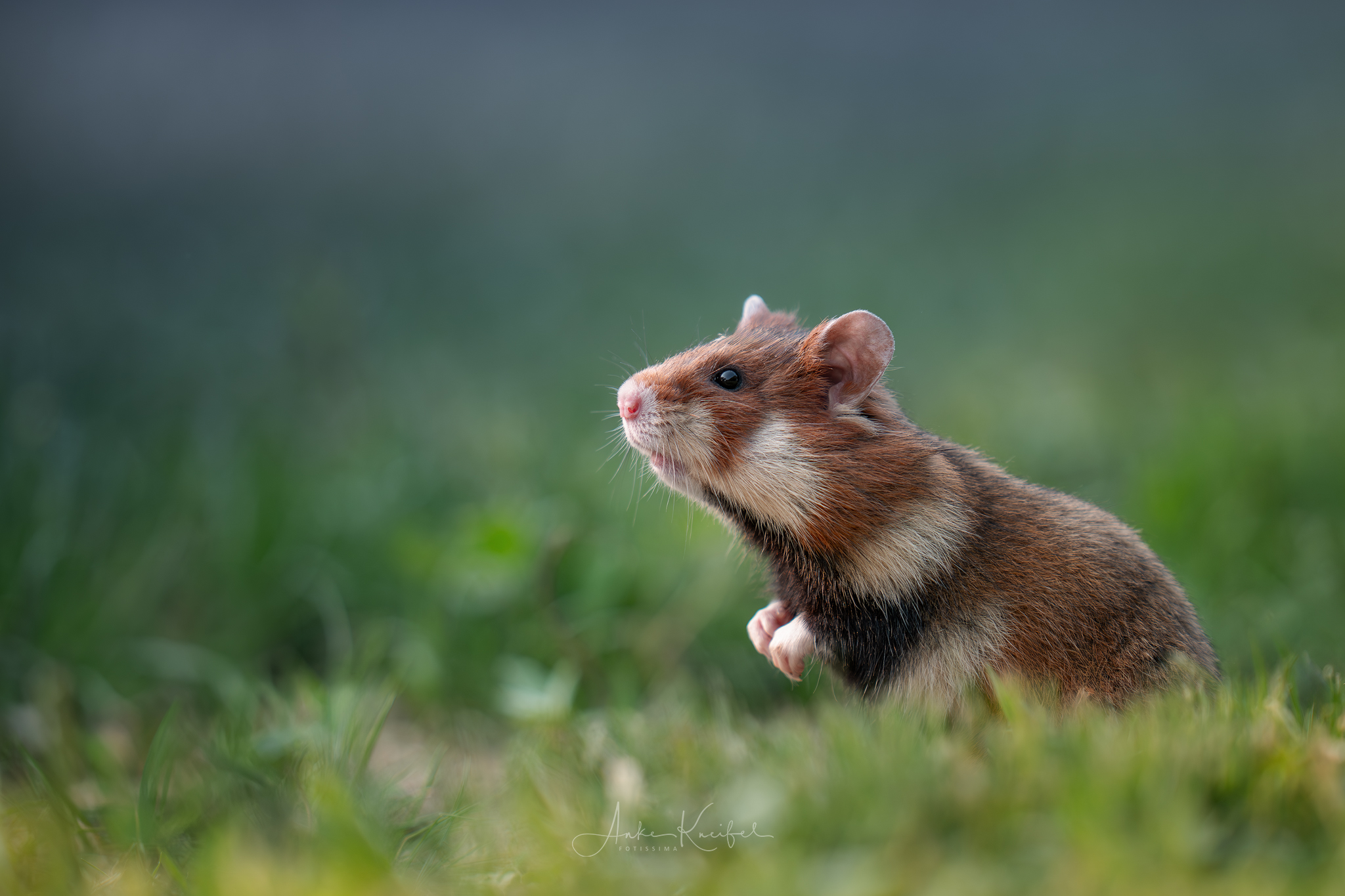 Feldhamster 🐹 #feldhamster #animals #animalphotography #tierfotografie #fotografie #photography #wildlife #wildlifephotography #naturephotography #natur #naturfotografie #ig_alls #ig_naturelovers #ig_myshot #worlds_beautiful_photos #ig_wildlife #igscwildlife #marvelshots #infinity_worldshoot #earth_shotz #animals_shots #all_animals_addition #nature_sultans #splendid_animals #nature_perfection #amazing_shots #shots_of_animals #nature_brillance #sonyalpha
