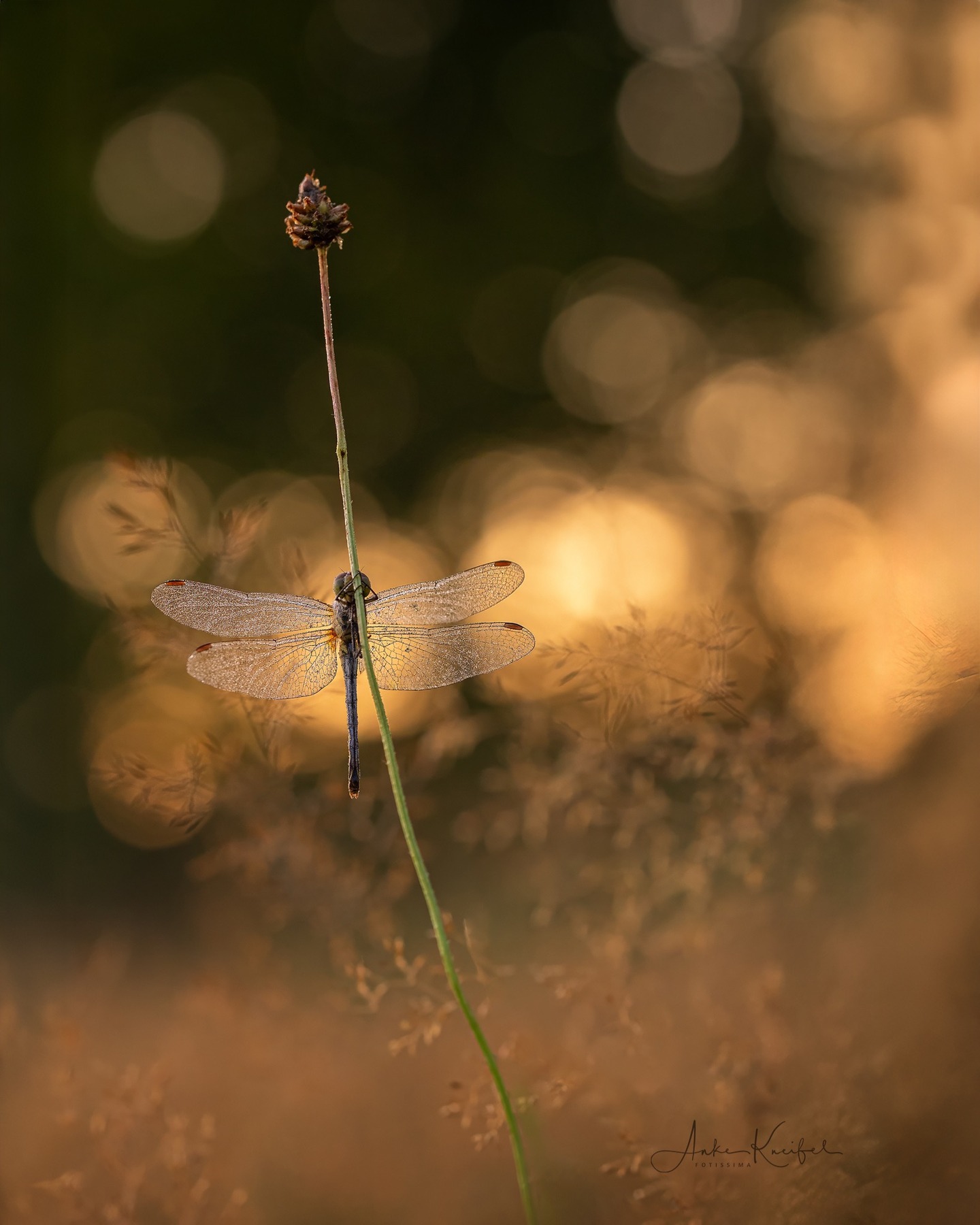 Heidelibelle⁣#heidelibelle #kings_insects #uwn_insect #insects_of_our_world #insectagram #tgif_insects #9vaga_animal_9 #flowersandmacro #macro_perfection #macro_highlight #macro_brilliance #macro_freaks #discovering_paradise #majestic_macros #igbest_macros #electric_macro #excellent_macros #wms_macro #na_natures_art #bns_macro #top_macro #dofnature #9vaga_macro9 #onceupon_a_macro #fotofanatics_macro_ #macro_holic #amazing_fs_macro #nature_brilliance #macro_captures #igmw_macro