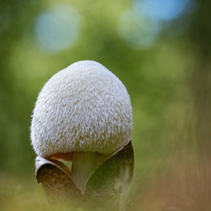 Der Wollige Scheidling (Volvariella bombycina)

⁣ #pilze #mushroom #wald #forrest #grün #rotweißerpilz #moos #earthescope #photography #wildlife #wildlifephotography #natur #naturfotografie #naturephotography #ig_alls #naturelovers #bns_macro #worlds_beautiful_photos #nature_perfections #amazing_shots #nature_brilliance #bns_nature #ig_wildlife #ig_naturelovers #ig_myshots #animal_shots