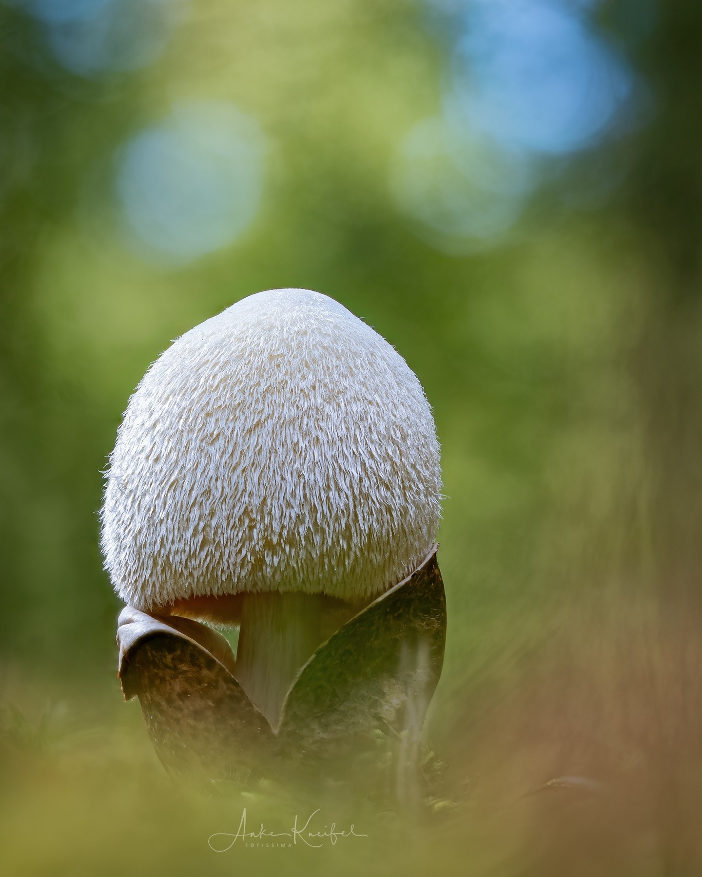Der Wollige Scheidling (Volvariella bombycina)

⁣ #pilze #mushroom #wald #forrest #grün #rotweißerpilz #moos #earthescope #photography #wildlife #wildlifephotography #natur #naturfotografie #naturephotography #ig_alls #naturelovers #bns_macro #worlds_beautiful_photos #nature_perfections #amazing_shots #nature_brilliance #bns_nature #ig_wildlife #ig_naturelovers #ig_myshots #animal_shots