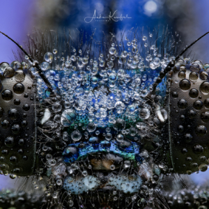 Gebänderte Prachtlibelle ⁣#gebänderteprachtlibelle #kings_insects #uwn_insect #insects_of_our_world #insectagram #tgif_insects #9vaga_animal_9 #flowersandmacro #macro_perfection #macro_highlight #macro_brilliance #macro_freaks #discovering_paradise #majestic_macros #igbest_macros #electric_macro #excellent_macros #wms_macro #na_natures_art #bns_macro #top_macro #dofnature #9vaga_macro9 #onceupon_a_macro #fotofanatics_macro_ #macro_holic #amazing_fs_macro #nature_brilliance #macro_captures 
#omsystem