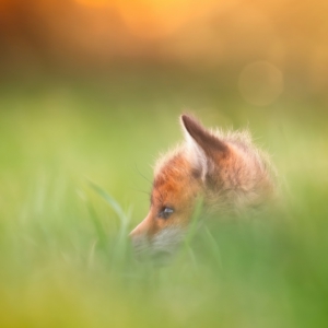 Fuchsi🦊⁣⁣
⁣⁣.⁣⁣
⁣⁣.⁣⁣
⁣⁣ #fuchs #fox #animals #animalphotography #tierfotografie #fotografie #photography #wildlife #wildlifephotography #naturephotography #natur #naturfotografie #ig_alls #ig_naturelovers #ig_myshot #worlds_beautiful_photos #ig_wildlife #igscwildlife #marvelshots #infinity_worldshoot #earth_shotz #animals_shots #all_animals_addition #nature_sultans #splendid_animals #nature_perfection #amazing_shots #shots_of_animals #nature_brillance #cuteanimals