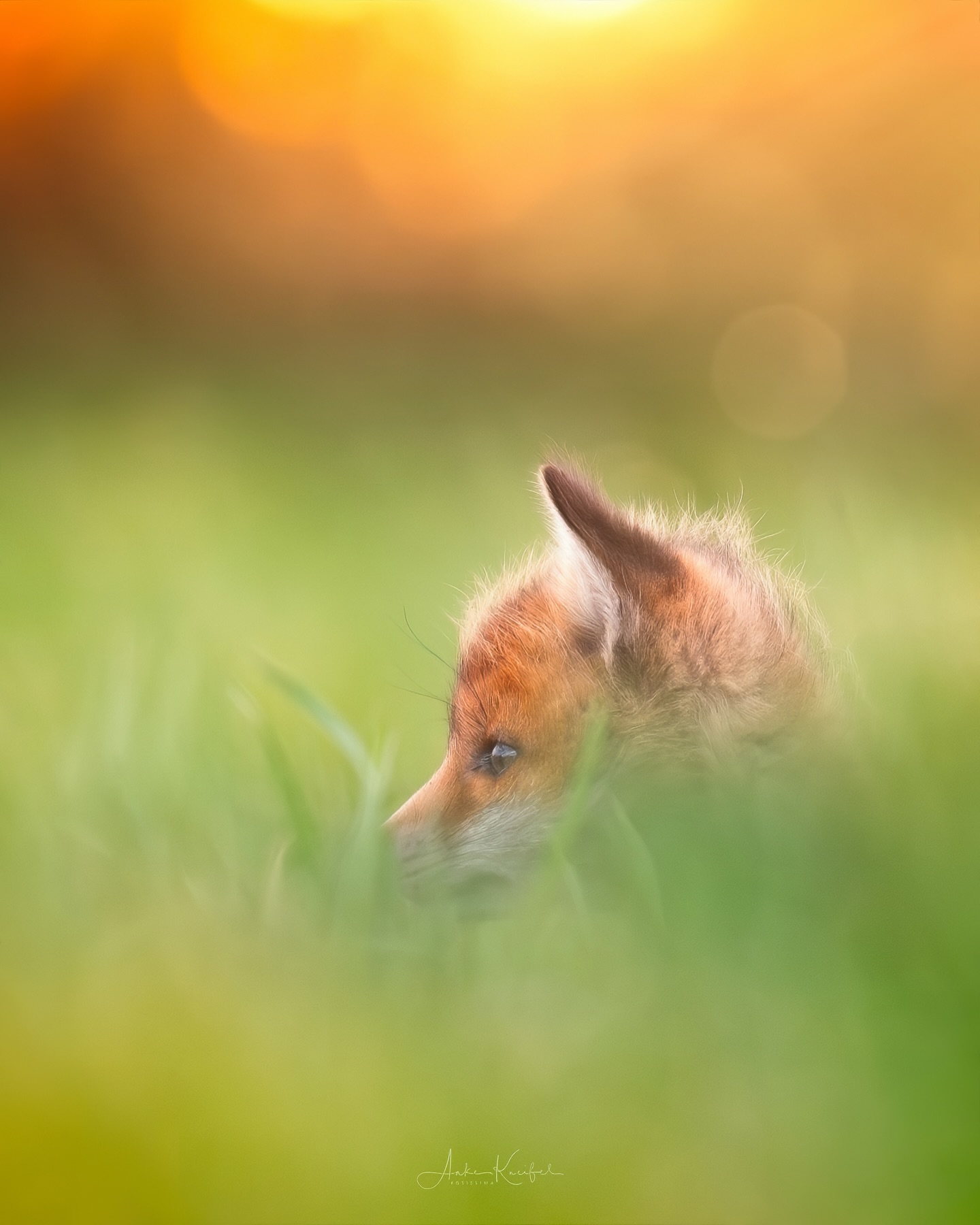 Fuchsi🦊⁣⁣
⁣⁣.⁣⁣
⁣⁣.⁣⁣
⁣⁣ #fuchs #fox #animals #animalphotography #tierfotografie #fotografie #photography #wildlife #wildlifephotography #naturephotography #natur #naturfotografie #ig_alls #ig_naturelovers #ig_myshot #worlds_beautiful_photos #ig_wildlife #igscwildlife #marvelshots #infinity_worldshoot #earth_shotz #animals_shots #all_animals_addition #nature_sultans #splendid_animals #nature_perfection #amazing_shots #shots_of_animals #nature_brillance #cuteanimals