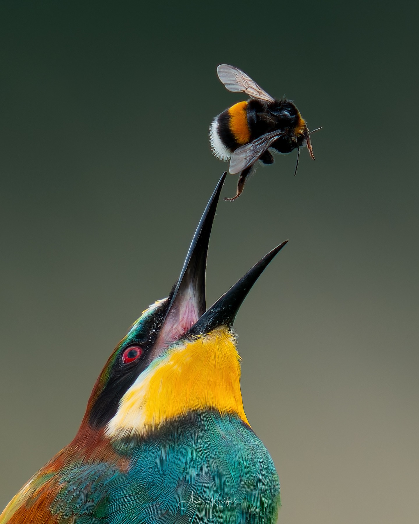 Bienenfresser
⁣⁣ #birds⁣⁣
⁣⁣ #bienenfresser
⁣⁣ #animalphotography ⁣⁣
⁣⁣ #sonyalpha #fotografie⁣⁣
⁣⁣ #photography⁣⁣
⁣⁣ #wildlife⁣⁣
⁣⁣ #wildlifephotography⁣⁣
⁣⁣ #naturephotography ⁣⁣
⁣⁣ #natur ⁣⁣
⁣⁣ #naturfotografie⁣⁣
⁣⁣ #ig_alls ⁣⁣
⁣⁣ #ig_naturelovers⁣⁣
⁣⁣ #ig_myshot⁣⁣
⁣⁣ #worlds_beautiful_photos ⁣⁣
⁣⁣ #ig_wildlife⁣⁣
⁣⁣ #igscwildlife⁣⁣
⁣⁣ #marvelshots⁣⁣
⁣⁣ #infinity_worldshoot⁣⁣
⁣⁣ #earth_shotz⁣⁣
⁣⁣ #animals_shots⁣⁣
⁣⁣ #all_animals_addition⁣⁣
⁣⁣ #nature_sultans ⁣⁣
⁣⁣ #splendid_animals⁣⁣
⁣⁣ #nature_perfection ⁣⁣
⁣⁣ #amazing_shots⁣⁣
⁣⁣ #shots_of_animals⁣⁣
⁣⁣ #nature_brillance⁣⁣
⁣⁣ #bestbirdshots⁣⁣
⁣⁣ #best_birds_of_world