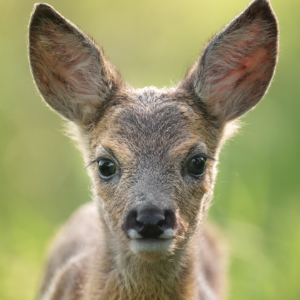 Plötzlich stand dieses Kitz direkt vor mir, schaute kurz und ging dann entspannt seiner Wege. 
⁣⁣⁣⁣⁣.⁣⁣⁣⁣⁣
⁣⁣⁣⁣⁣.⁣⁣⁣⁣⁣
⁣⁣⁣⁣⁣ #rehkitz #deer #animals #animalphotography #tierfotografie #fotografie #photography #wildlife #wildlifephotography #naturephotography #unterwegsmitfreunden❤️ #naturfotografie #ig_alls #ig_naturelovers #ig_myshot #worlds_beautiful_photos #ig_wildlife #igscwildlife #marvelshots #infinity_worldshoot #earth_shotz #animals_shots #all_animals_addition #nature_sultans #splendid_animals #nature_perfection #amazing_shots #shots_of_animals #nature_brillance #cuteanimals