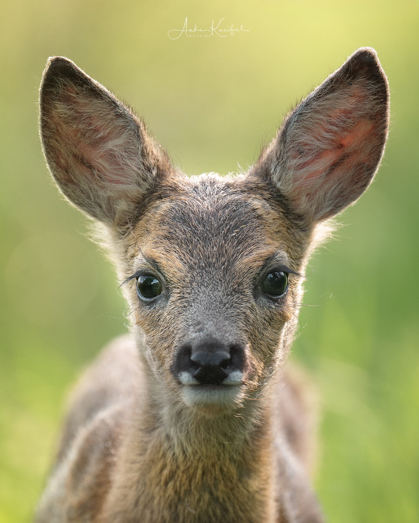 Plötzlich stand dieses Kitz direkt vor mir, schaute kurz und ging dann entspannt seiner Wege. 
⁣⁣⁣⁣⁣.⁣⁣⁣⁣⁣
⁣⁣⁣⁣⁣.⁣⁣⁣⁣⁣
⁣⁣⁣⁣⁣ #rehkitz #deer #animals #animalphotography #tierfotografie #fotografie #photography #wildlife #wildlifephotography #naturephotography #unterwegsmitfreunden❤️ #naturfotografie #ig_alls #ig_naturelovers #ig_myshot #worlds_beautiful_photos #ig_wildlife #igscwildlife #marvelshots #infinity_worldshoot #earth_shotz #animals_shots #all_animals_addition #nature_sultans #splendid_animals #nature_perfection #amazing_shots #shots_of_animals #nature_brillance #cuteanimals