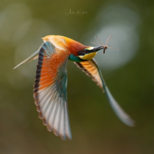 Bienenfresser
⁣⁣ #birds⁣⁣
⁣⁣ #bienenfresser
⁣⁣ #animalphotography ⁣⁣
⁣⁣ #sonyalpha #fotografie⁣⁣
⁣⁣ #photography⁣⁣
⁣⁣ #wildlife⁣⁣
⁣⁣ #wildlifephotography⁣⁣
⁣⁣ #naturephotography ⁣⁣
⁣⁣ #natur ⁣⁣
⁣⁣ #naturfotografie⁣⁣
⁣⁣ #ig_alls ⁣⁣
⁣⁣ #ig_naturelovers⁣⁣
⁣⁣ #ig_myshot⁣⁣
⁣⁣ #worlds_beautiful_photos ⁣⁣
⁣⁣ #ig_wildlife⁣⁣
⁣⁣ #igscwildlife⁣⁣
⁣⁣ #marvelshots⁣⁣
⁣⁣ #infinity_worldshoot⁣⁣
⁣⁣ #earth_shotz⁣⁣
⁣⁣ #animals_shots⁣⁣
⁣⁣ #all_animals_addition⁣⁣
⁣⁣ #nature_sultans ⁣⁣
⁣⁣ #splendid_animals⁣⁣
⁣⁣ #nature_perfection ⁣⁣
⁣⁣ #amazing_shots⁣⁣
⁣⁣ #shots_of_animals⁣⁣
⁣⁣ #nature_brillance⁣⁣
⁣⁣ #bestbirdshots⁣⁣
⁣⁣ #best_birds_of_world