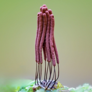 Gemeines Fadenstäubchen

Schleimpilze sind meist - wenn überhaupt - nur mikroskopisch bestimmbar, im Jugendzustand sind sie oft nur eine eierartige, schleimige Masse. ⁣#omsystem #pilze #mushroom #wald #forrest #grün #rotweißerpilz #moos #earthescope #photography #wildlife #wildlifephotography #natur #naturfotografie #naturephotography #ig_alls #naturelovers #bns_macro #worlds_beautiful_photos #nature_perfections #amazing_shots #nature_brilliance #bns_nature #ig_wildlife #macro_brilliance #ig_myshots