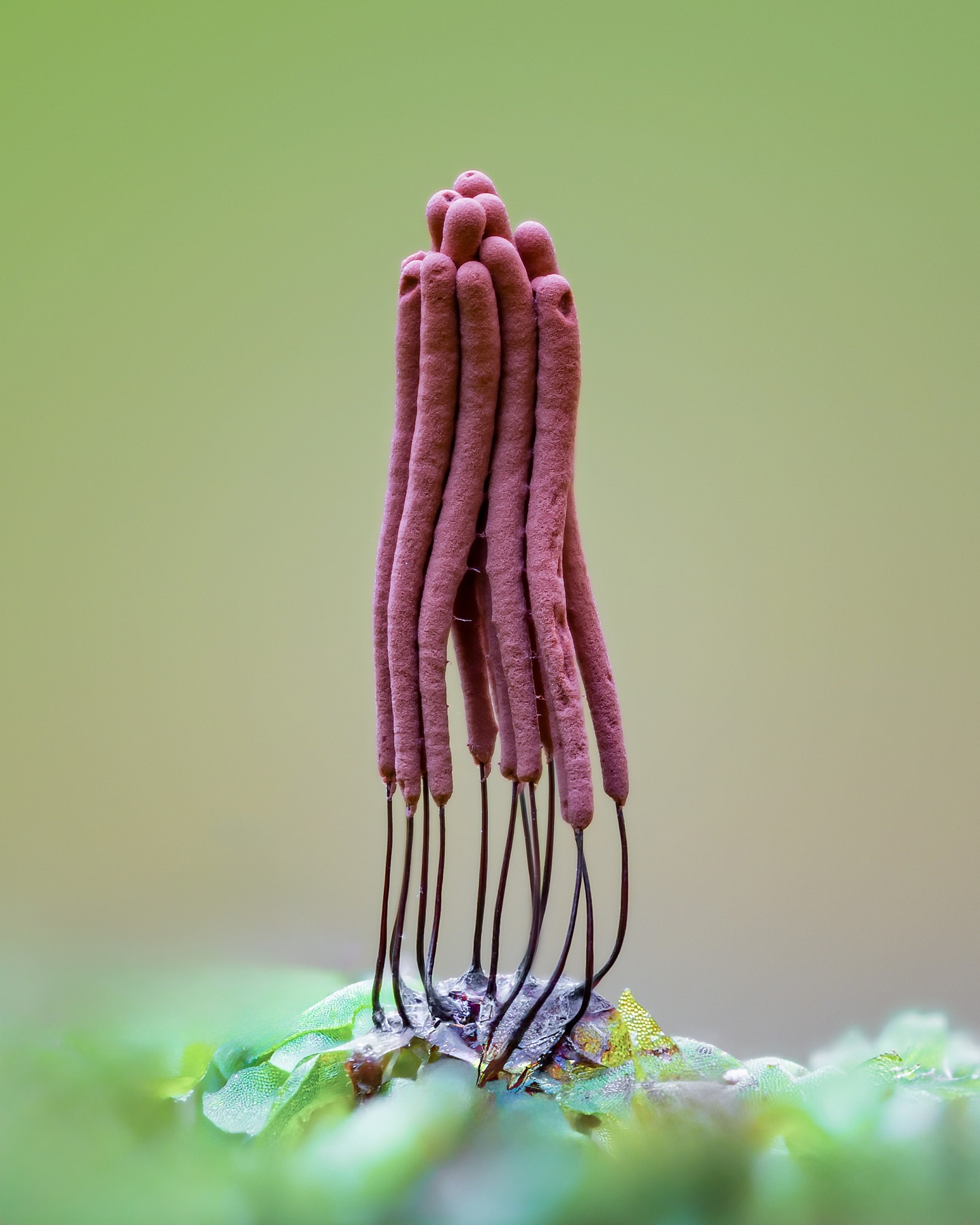 Gemeines Fadenstäubchen

Schleimpilze sind meist - wenn überhaupt - nur mikroskopisch bestimmbar, im Jugendzustand sind sie oft nur eine eierartige, schleimige Masse. ⁣#omsystem #pilze #mushroom #wald #forrest #grün #rotweißerpilz #moos #earthescope #photography #wildlife #wildlifephotography #natur #naturfotografie #naturephotography #ig_alls #naturelovers #bns_macro #worlds_beautiful_photos #nature_perfections #amazing_shots #nature_brilliance #bns_nature #ig_wildlife #macro_brilliance #ig_myshots