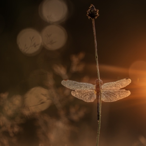 Heidelibelle⁣  #heidelibelle #kings_insects #uwn_Insekt #insects_of_our_world #insectagram #tgif_insects #9vaga_animal_9 #flowersandmacro #macro_perfection #macro_highlight #macro_brilliance #macro_freaks #discovering_paradise #majestic_macros #igbest_macros #electric_macro #excellent_macros #wms_macro #na_natures_art #bns_macro #top_macro #dofnature #9vaga_macro9 #onceupon_a_macro #fotofanatics_macro_ #macro_holic #amazing_fs_macro #nature_brilliance #macro_captures #igmw_macro