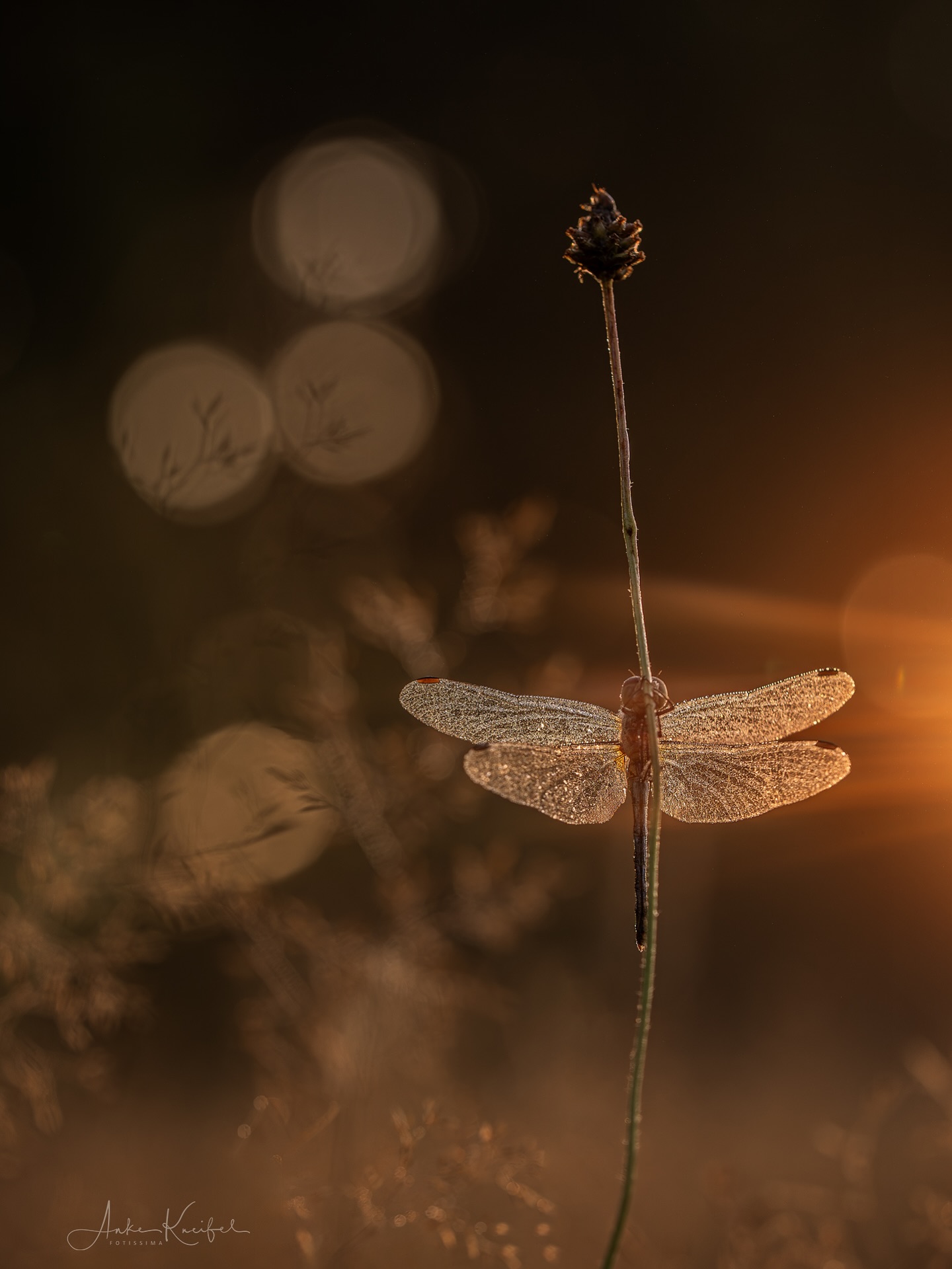Heidelibelle⁣  #heidelibelle #kings_insects #uwn_Insekt #insects_of_our_world #insectagram #tgif_insects #9vaga_animal_9 #flowersandmacro #macro_perfection #macro_highlight #macro_brilliance #macro_freaks #discovering_paradise #majestic_macros #igbest_macros #electric_macro #excellent_macros #wms_macro #na_natures_art #bns_macro #top_macro #dofnature #9vaga_macro9 #onceupon_a_macro #fotofanatics_macro_ #macro_holic #amazing_fs_macro #nature_brilliance #macro_captures #igmw_macro