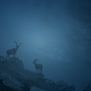 Steinböcke 
⁣⁣⁣⁣⁣.⁣⁣⁣⁣⁣
⁣⁣⁣⁣⁣.⁣⁣⁣⁣⁣
⁣⁣⁣⁣⁣ #steinbock #alpen #animals #animalphotography #tierfotografie #fotografie #photography #wildlife #wildlifephotography #naturephotography #unterwegsmitfreunden❤️ #naturfotografie #ig_alls #ig_naturelovers #ig_myshot #worlds_beautiful_photos #ig_wildlife #igscwildlife #marvelshots #infinity_worldshoot #earth_shotz #animals_shots #all_animals_addition #nature_sultans #splendid_animals #nature_perfection #amazing_shots #shots_of_animals #nature_brillance #cuteanimals