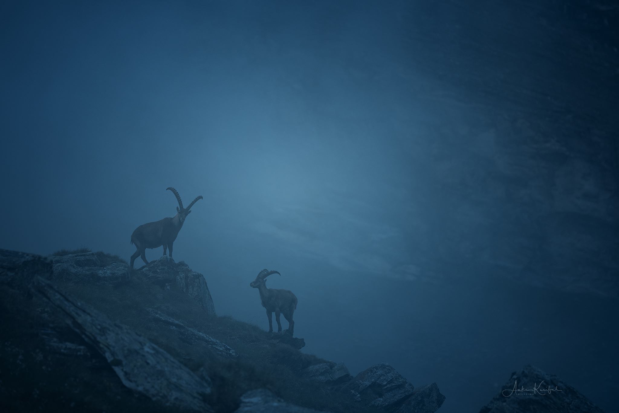 Steinböcke 
⁣⁣⁣⁣⁣.⁣⁣⁣⁣⁣
⁣⁣⁣⁣⁣.⁣⁣⁣⁣⁣
⁣⁣⁣⁣⁣ #steinbock #alpen #animals #animalphotography #tierfotografie #fotografie #photography #wildlife #wildlifephotography #naturephotography #unterwegsmitfreunden❤️ #naturfotografie #ig_alls #ig_naturelovers #ig_myshot #worlds_beautiful_photos #ig_wildlife #igscwildlife #marvelshots #infinity_worldshoot #earth_shotz #animals_shots #all_animals_addition #nature_sultans #splendid_animals #nature_perfection #amazing_shots #shots_of_animals #nature_brillance #cuteanimals