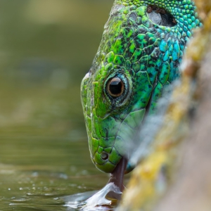 Smaragdeidechse

⁣⁣#animals #animalphotography #tierfotografie#fotografie #photography #wildlife #wildlifephotography#naturephotography #nature #naturfotografie #ig_alls#ig_naturelovers #ig_myshot #worlds_beautiful_photos#ig_wildlife #igscwildlife #marvelshots #infinity_worldshoot#earth_shotz #animals_shots #all_animals_addition#nature_sultans #splendid_animals #nature_perfection#amazing_shots #shots_of_animals #nature_brillance #macro #naturalbeauty #smaragdeidechse