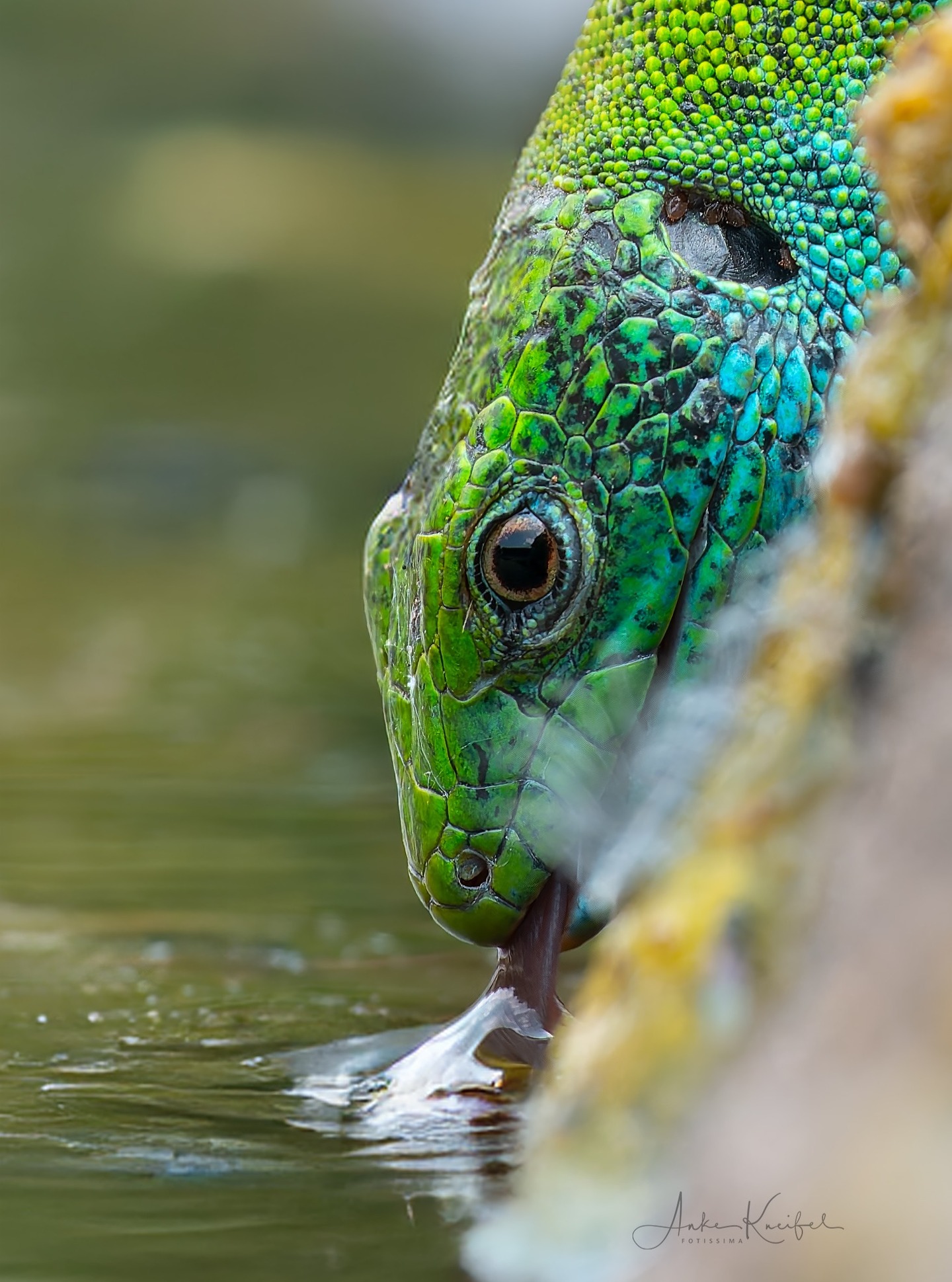 Smaragdeidechse

⁣⁣#animals #animalphotography #tierfotografie#fotografie #photography #wildlife #wildlifephotography#naturephotography #nature #naturfotografie #ig_alls#ig_naturelovers #ig_myshot #worlds_beautiful_photos#ig_wildlife #igscwildlife #marvelshots #infinity_worldshoot#earth_shotz #animals_shots #all_animals_addition#nature_sultans #splendid_animals #nature_perfection#amazing_shots #shots_of_animals #nature_brillance #macro #naturalbeauty #smaragdeidechse
