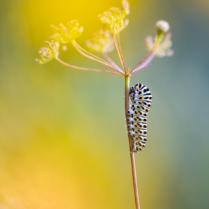 Raupe des Schwalbenschwanzes (Papilio machaon) 🦋⁣
⁣.⁣
⁣.⁣
⁣#butterfly #kings_insects #uwn_insect #insects_of_our_world #insectagram #tgif_insects #9vaga_animal_9 #flowersandmacro #macro_perfection #macro_highlight #macro_brilliance #macro_freaks #discovering_paradise #majestic_macros #igbest_macros #electric_macro #excellent_macros #wms_macro #na_natures_art #bns_macro #top_macro #dofnature #9vaga_macro9 #onceupon_a_macro #fotofanatics_macro_ #macro_holic #amazing_fs_macro #nature_brilliance #macro_captures #igmw_macro
