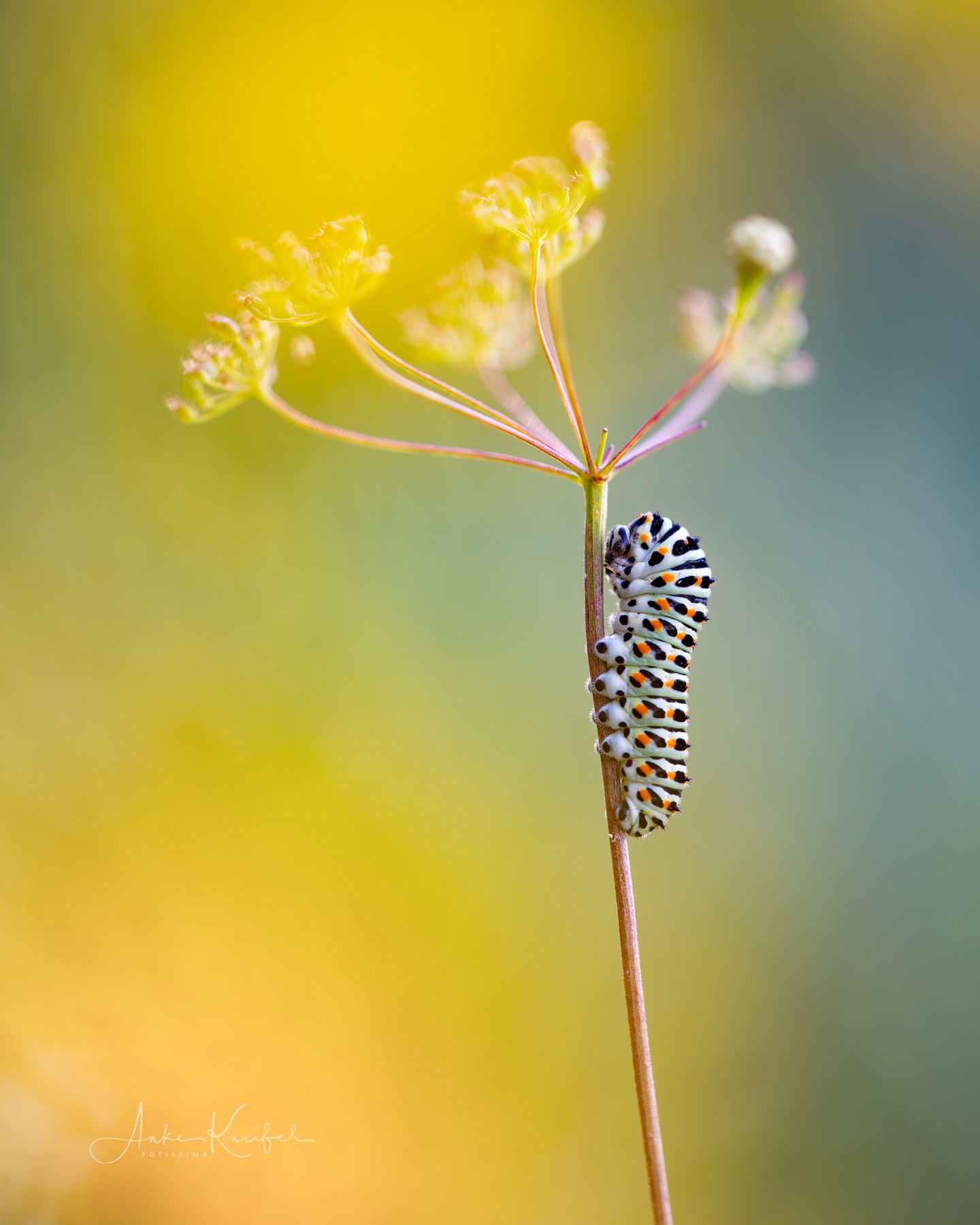 Raupe des Schwalbenschwanzes (Papilio machaon) 🦋⁣
⁣.⁣
⁣.⁣
⁣#butterfly #kings_insects #uwn_insect #insects_of_our_world #insectagram #tgif_insects #9vaga_animal_9 #flowersandmacro #macro_perfection #macro_highlight #macro_brilliance #macro_freaks #discovering_paradise #majestic_macros #igbest_macros #electric_macro #excellent_macros #wms_macro #na_natures_art #bns_macro #top_macro #dofnature #9vaga_macro9 #onceupon_a_macro #fotofanatics_macro_ #macro_holic #amazing_fs_macro #nature_brilliance #macro_captures #igmw_macro