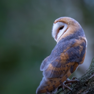Schleiereule
:
:
:
#birds #animals #animalphotography #myphotosneedsynology #fotografie #photography #wildlife #wildlifephotography #naturephotography #natur #naturfotografie #ig_alls #ig_naturelovers #ig_myshot #worlds_beautiful_photos #ig_wildlife #igscwildlife #marvelshots #infinity_worldshoot #earth_shotz #animals_shots #all_animals_addition #nature_sultans #splendid_animals #nature_perfection #amazing_shots #shots_of_animals #nature_brillance #bestbirdshots #best_birds_of_world