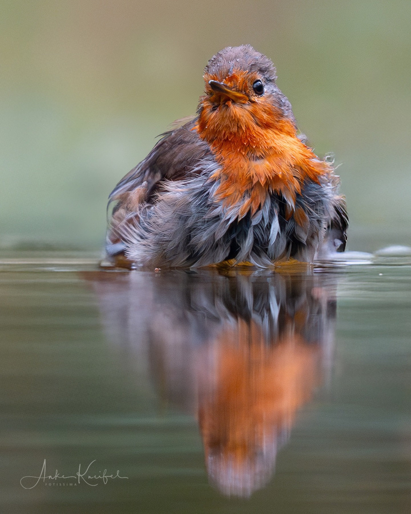 Badetag 💦💦💦💦
⁣⁣ #birds⁣⁣
⁣⁣ #rotkehlchen
⁣⁣ #animalphotography ⁣⁣
⁣⁣ #sonyalpha #fotografie⁣⁣
⁣⁣ #photography⁣⁣
⁣⁣ #wildlife⁣⁣
⁣⁣ #wildlifephotography⁣⁣
⁣⁣ #naturephotography ⁣⁣
⁣⁣ #natur ⁣⁣
⁣⁣ #naturfotografie⁣⁣
⁣⁣ #ig_alls ⁣⁣
⁣⁣ #ig_naturelovers⁣⁣
⁣⁣ #ig_myshot⁣⁣
⁣⁣ #worlds_beautiful_photos ⁣⁣
⁣⁣ #ig_wildlife⁣⁣
⁣⁣ #igscwildlife⁣⁣
⁣⁣ #marvelshots⁣⁣
⁣⁣ #infinity_worldshoot⁣⁣
⁣⁣ #earth_shotz⁣⁣
⁣⁣ #animals_shots⁣⁣
⁣⁣ #all_animals_addition⁣⁣
⁣⁣ #nature_sultans ⁣⁣
⁣⁣ #splendid_animals⁣⁣
⁣⁣ #nature_perfection ⁣⁣
⁣⁣ #amazing_shots⁣⁣
⁣⁣ #shots_of_animals⁣⁣
⁣⁣ #nature_brillance⁣⁣
⁣⁣ #bestbirdshots⁣⁣
⁣⁣ #best_birds_of_world