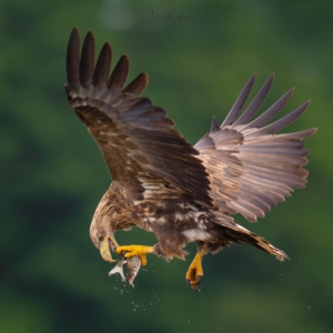 Seeadler
.
.
#seeadler #naturfotografie#animalphotography #birds #birdphotography #tierfotografie #tiere #fotografie #photography #wildlife #wildlifephotography #naturephotography #natur #naturfotografie #ig_alls #ig_naturelovers #ig_myshot #worlds_beautiful_photos #ig_wildlife #igscwildlife #marvelshots #infinity_worldshoot #igbest_shotz #earth_shotz #animals_shots #all_animals_addition #nature_sultans #splendid_animals #nature_perfection #amazing_shots