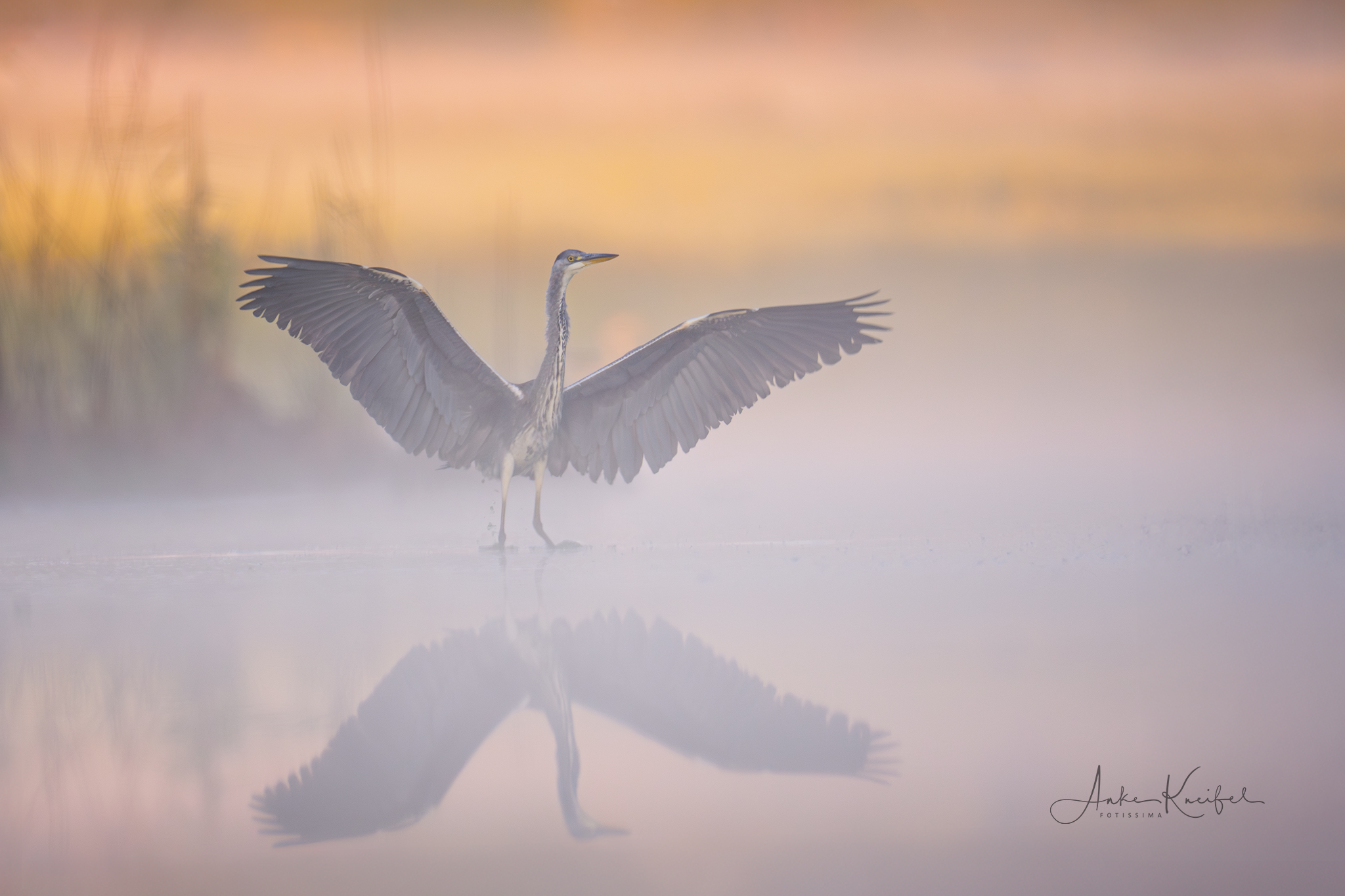 Graureiher 🙋‍♀️
⁣⁣ #birds⁣⁣
⁣⁣ #graureiher
⁣⁣ #animalphotography ⁣⁣
⁣⁣ #myphotosneedsynology #fotografie⁣⁣
⁣⁣ #photography⁣⁣
⁣⁣ #wildlife⁣⁣
⁣⁣ #wildlifephotography⁣⁣
⁣⁣ #naturephotography ⁣⁣
⁣⁣ #natur ⁣⁣
⁣⁣ #naturfotografie⁣⁣
⁣⁣ #ig_alls ⁣⁣
⁣⁣ #ig_naturelovers⁣⁣
⁣⁣ #ig_myshot⁣⁣
⁣⁣ #worlds_beautiful_photos ⁣⁣
⁣⁣ #ig_wildlife⁣⁣
⁣⁣ #igscwildlife⁣⁣
⁣⁣ #marvelshots⁣⁣
⁣⁣ #infinity_worldshoot⁣⁣
⁣⁣ #earth_shotz⁣⁣
⁣⁣ #animals_shots⁣⁣
⁣⁣ #all_animals_addition⁣⁣
⁣⁣ #nature_sultans ⁣⁣
⁣⁣ #splendid_animals⁣⁣
⁣⁣ #nature_perfection ⁣⁣
⁣⁣ #amazing_shots⁣⁣
⁣⁣ #shots_of_animals⁣⁣
⁣⁣ #nature_brillance⁣⁣
⁣⁣ #bestbirdshots⁣⁣
⁣⁣ #best_birds_of_world