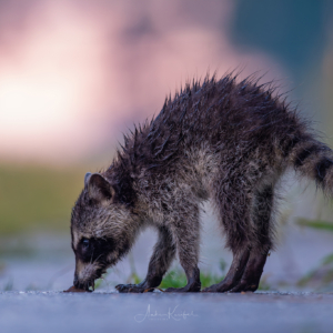 Waschbärwelpe
⁣⁣.⁣⁣
⁣⁣.⁣⁣
⁣⁣ #waschbär #racoon #animals #animalphotography #tierfotografie #fotografie #photography #wildlife #wildlifephotography #naturephotography #natur #naturfotografie #ig_alls #ig_naturelovers #ig_myshot #worlds_beautiful_photos #ig_wildlife #igscwildlife #marvelshots #infinity_worldshoot #earth_shotz #animals_shots #all_animals_addition #nature_sultans #splendid_animals #nature_perfection #amazing_shots #shots_of_animals #nature_brillance #cuteanimals
