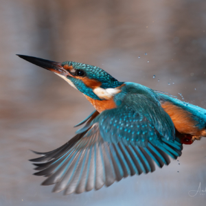 Eisvogel
⁣⁣ #birds⁣⁣
⁣⁣ #eisvogel
⁣⁣ #animalphotography ⁣⁣
⁣⁣ #sonyalpha #fotografie⁣⁣
⁣⁣ #photography⁣⁣
⁣⁣ #wildlife⁣⁣
⁣⁣ #wildlifephotography⁣⁣
⁣⁣ #naturephotography ⁣⁣
⁣⁣ #natur ⁣⁣
⁣⁣ #naturfotografie⁣⁣
⁣⁣ #ig_alls ⁣⁣
⁣⁣ #ig_naturelovers⁣⁣
⁣⁣ #ig_myshot⁣⁣
⁣⁣ #worlds_beautiful_photos ⁣⁣
⁣⁣ #ig_wildlife⁣⁣
⁣⁣ #igscwildlife⁣⁣
⁣⁣ #marvelshots⁣⁣
⁣⁣ #infinity_worldshoot⁣⁣
⁣⁣ #earth_shotz⁣⁣
⁣⁣ #animals_shots⁣⁣
⁣⁣ #all_animals_addition⁣⁣
⁣⁣ #nature_sultans ⁣⁣
⁣⁣ #splendid_animals⁣⁣
⁣⁣ #nature_perfection ⁣⁣
⁣⁣ #amazing_shots⁣⁣
⁣⁣ #shots_of_animals⁣⁣
⁣⁣ #nature_brillance⁣⁣
⁣⁣ #bestbirdshots⁣⁣
⁣⁣ #best_birds_of_world