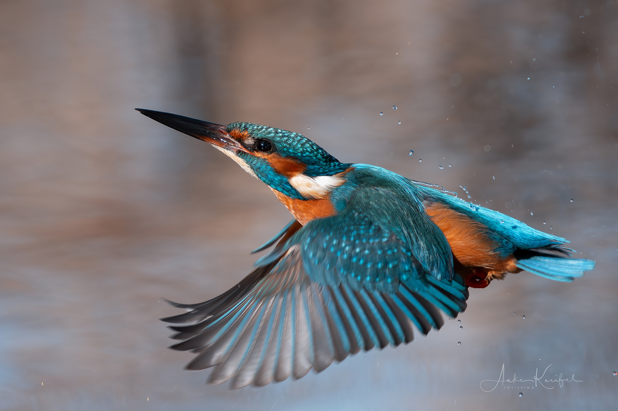 Eisvogel
⁣⁣ #birds⁣⁣
⁣⁣ #eisvogel
⁣⁣ #animalphotography ⁣⁣
⁣⁣ #sonyalpha #fotografie⁣⁣
⁣⁣ #photography⁣⁣
⁣⁣ #wildlife⁣⁣
⁣⁣ #wildlifephotography⁣⁣
⁣⁣ #naturephotography ⁣⁣
⁣⁣ #natur ⁣⁣
⁣⁣ #naturfotografie⁣⁣
⁣⁣ #ig_alls ⁣⁣
⁣⁣ #ig_naturelovers⁣⁣
⁣⁣ #ig_myshot⁣⁣
⁣⁣ #worlds_beautiful_photos ⁣⁣
⁣⁣ #ig_wildlife⁣⁣
⁣⁣ #igscwildlife⁣⁣
⁣⁣ #marvelshots⁣⁣
⁣⁣ #infinity_worldshoot⁣⁣
⁣⁣ #earth_shotz⁣⁣
⁣⁣ #animals_shots⁣⁣
⁣⁣ #all_animals_addition⁣⁣
⁣⁣ #nature_sultans ⁣⁣
⁣⁣ #splendid_animals⁣⁣
⁣⁣ #nature_perfection ⁣⁣
⁣⁣ #amazing_shots⁣⁣
⁣⁣ #shots_of_animals⁣⁣
⁣⁣ #nature_brillance⁣⁣
⁣⁣ #bestbirdshots⁣⁣
⁣⁣ #best_birds_of_world
