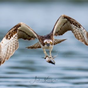 Fischadler
⁣.⁣
⁣.⁣
⁣#fischadler #animals #animalphotography #birds #birdphotography #tierfotografie #tiere #fotografie #photography #wildlife #wildlifephotography #naturephotography #natur #naturfotografie #ig_alls #ig_naturelovers #ig_myshot #worlds_beautiful_photos #ig_wildlife #igscwildlife #marvelshots #infinity_worldshoot #igbest_shotz #earth_shotz #animals_shots #all_animals_addition #nature_sultans #splendid_animals #nature_perfection #best_birds_of_world