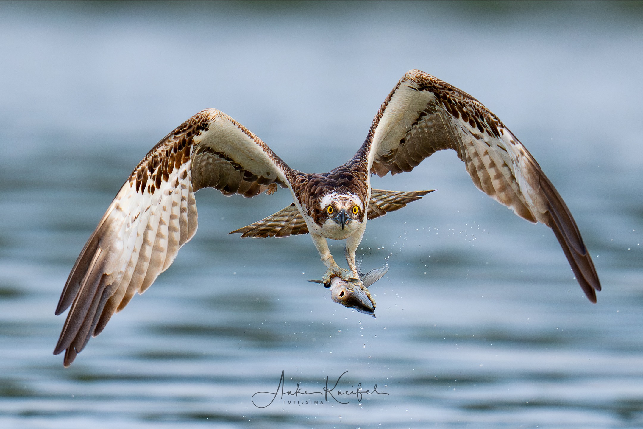Fischadler
⁣.⁣
⁣.⁣
⁣#fischadler #animals #animalphotography #birds #birdphotography #tierfotografie #tiere #fotografie #photography #wildlife #wildlifephotography #naturephotography #natur #naturfotografie #ig_alls #ig_naturelovers #ig_myshot #worlds_beautiful_photos #ig_wildlife #igscwildlife #marvelshots #infinity_worldshoot #igbest_shotz #earth_shotz #animals_shots #all_animals_addition #nature_sultans #splendid_animals #nature_perfection #best_birds_of_world