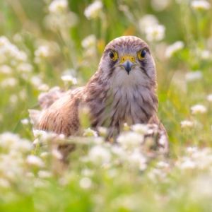 Turmfalke
.
.
#turmfalke #unterwegsmitfreunden #animalphotography #birds #birdphotography #tierfotografie #tiere #fotografie #photography #wildlife #wildlifephotography #naturephotography #natur #naturfotografie #ig_alls #ig_naturelovers #ig_myshot #worlds_beautiful_photos #ig_wildlife #igscwildlife #marvelshots #infinity_worldshoot #igbest_shotz #earth_shotz #animals_shots #all_animals_addition #nature_sultans #splendid_animals #nature_perfection #amazing_shots