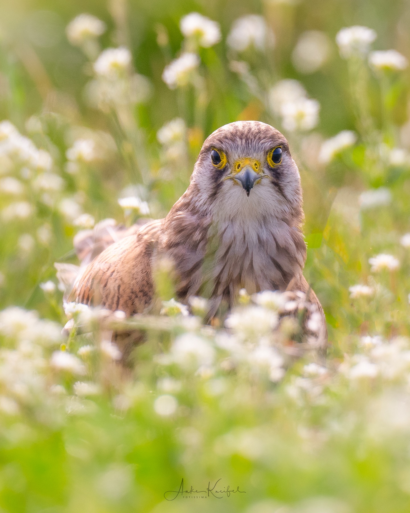 Turmfalke
.
.
#turmfalke #unterwegsmitfreunden #animalphotography #birds #birdphotography #tierfotografie #tiere #fotografie #photography #wildlife #wildlifephotography #naturephotography #natur #naturfotografie #ig_alls #ig_naturelovers #ig_myshot #worlds_beautiful_photos #ig_wildlife #igscwildlife #marvelshots #infinity_worldshoot #igbest_shotz #earth_shotz #animals_shots #all_animals_addition #nature_sultans #splendid_animals #nature_perfection #amazing_shots