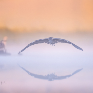Graureiher 🙋‍♀️
⁣⁣ #birds⁣⁣
⁣⁣ #graureiher
⁣⁣ #animalphotography ⁣⁣
⁣⁣ #myphotosneedsynology #fotografie⁣⁣
⁣⁣ #photography⁣⁣
⁣⁣ #wildlife⁣⁣
⁣⁣ #wildlifephotography⁣⁣
⁣⁣ #naturephotography ⁣⁣
⁣⁣ #natur ⁣⁣
⁣⁣ #naturfotografie⁣⁣
⁣⁣ #ig_alls ⁣⁣
⁣⁣ #ig_naturelovers⁣⁣
⁣⁣ #ig_myshot⁣⁣
⁣⁣ #worlds_beautiful_photos ⁣⁣
⁣⁣ #ig_wildlife⁣⁣
⁣⁣ #igscwildlife⁣⁣
⁣⁣ #marvelshots⁣⁣
⁣⁣ #infinity_worldshoot⁣⁣
⁣⁣ #earth_shotz⁣⁣
⁣⁣ #animals_shots⁣⁣
⁣⁣ #all_animals_addition⁣⁣
⁣⁣ #nature_sultans ⁣⁣
⁣⁣ #splendid_animals⁣⁣
⁣⁣ #nature_perfection ⁣⁣
⁣⁣ #amazing_shots⁣⁣
⁣⁣ #shots_of_animals⁣⁣
⁣⁣ #nature_brillance⁣⁣
⁣⁣ #bestbirdshots⁣⁣
⁣⁣ #best_birds_of_world