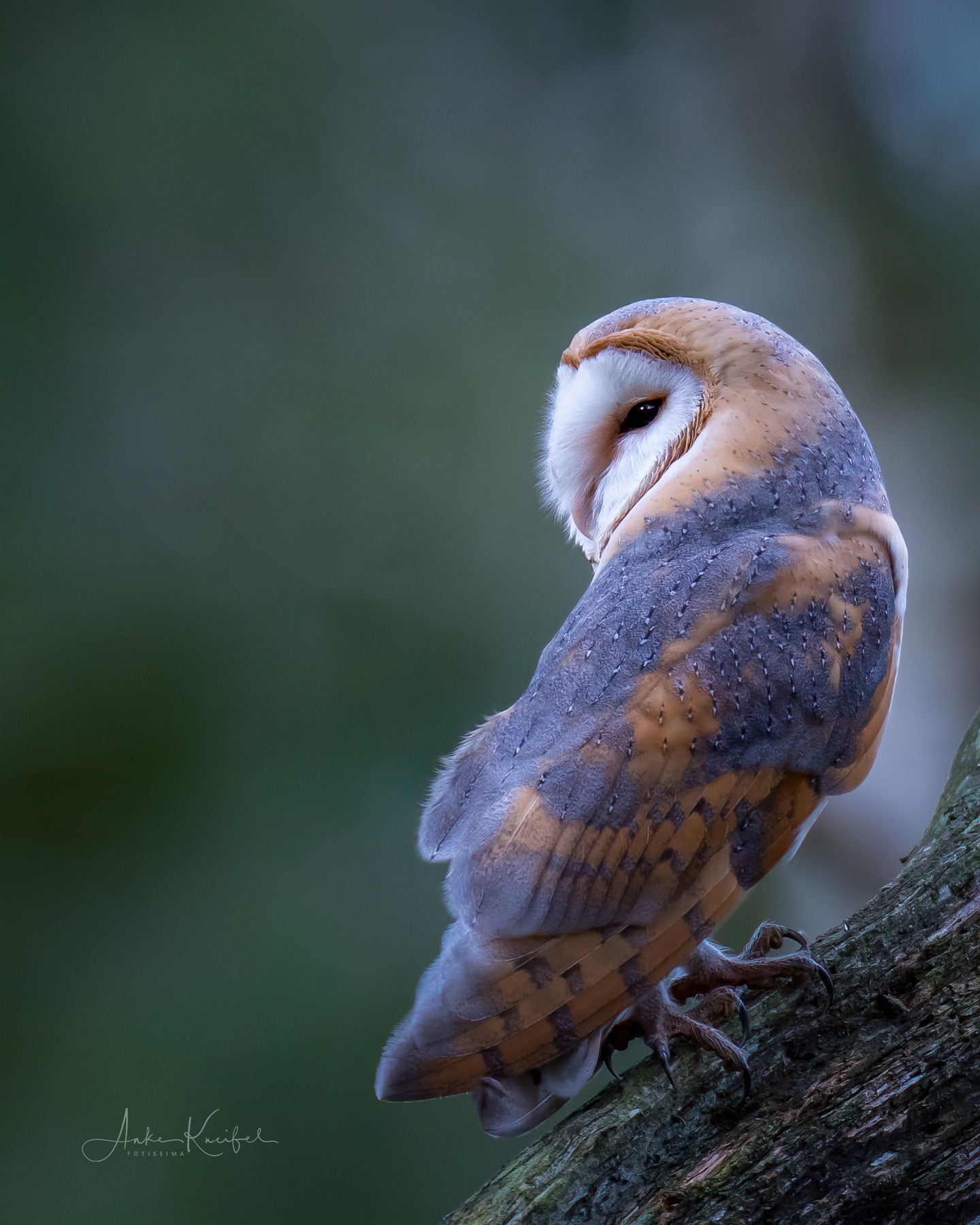 Schleiereule
:
:
:
#birds #animals #animalphotography #myphotosneedsynology #fotografie #photography #wildlife #wildlifephotography #naturephotography #natur #naturfotografie #ig_alls #ig_naturelovers #ig_myshot #worlds_beautiful_photos #ig_wildlife #igscwildlife #marvelshots #infinity_worldshoot #earth_shotz #animals_shots #all_animals_addition #nature_sultans #splendid_animals #nature_perfection #amazing_shots #shots_of_animals #nature_brillance #bestbirdshots #best_birds_of_world