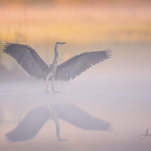 Graureiher 🙋‍♀️
⁣⁣ #birds⁣⁣
⁣⁣ #graureiher
⁣⁣ #animalphotography ⁣⁣
⁣⁣ #myphotosneedsynology #fotografie⁣⁣
⁣⁣ #photography⁣⁣
⁣⁣ #wildlife⁣⁣
⁣⁣ #wildlifephotography⁣⁣
⁣⁣ #naturephotography ⁣⁣
⁣⁣ #natur ⁣⁣
⁣⁣ #naturfotografie⁣⁣
⁣⁣ #ig_alls ⁣⁣
⁣⁣ #ig_naturelovers⁣⁣
⁣⁣ #ig_myshot⁣⁣
⁣⁣ #worlds_beautiful_photos ⁣⁣
⁣⁣ #ig_wildlife⁣⁣
⁣⁣ #igscwildlife⁣⁣
⁣⁣ #marvelshots⁣⁣
⁣⁣ #infinity_worldshoot⁣⁣
⁣⁣ #earth_shotz⁣⁣
⁣⁣ #animals_shots⁣⁣
⁣⁣ #all_animals_addition⁣⁣
⁣⁣ #nature_sultans ⁣⁣
⁣⁣ #splendid_animals⁣⁣
⁣⁣ #nature_perfection ⁣⁣
⁣⁣ #amazing_shots⁣⁣
⁣⁣ #shots_of_animals⁣⁣
⁣⁣ #nature_brillance⁣⁣
⁣⁣ #bestbirdshots⁣⁣
⁣⁣ #best_birds_of_world